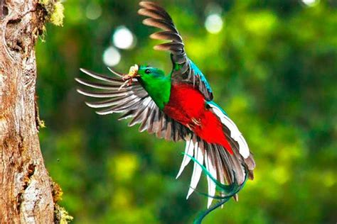 Costa Rica Birding Tours 2023